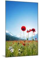 Europe, France, Haute Savoie, Rhone Alps, Poppy Field-Christian Kober-Mounted Photographic Print