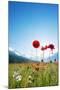 Europe, France, Haute Savoie, Rhone Alps, Poppy Field-Christian Kober-Mounted Photographic Print