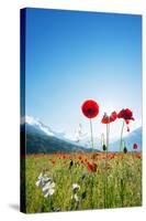 Europe, France, Haute Savoie, Rhone Alps, Poppy Field-Christian Kober-Stretched Canvas