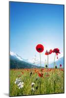 Europe, France, Haute Savoie, Rhone Alps, Poppy Field-Christian Kober-Mounted Photographic Print