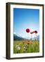 Europe, France, Haute Savoie, Rhone Alps, Poppy Field-Christian Kober-Framed Premium Photographic Print