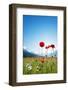 Europe, France, Haute Savoie, Rhone Alps, Poppy Field-Christian Kober-Framed Photographic Print