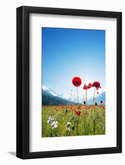 Europe, France, Haute Savoie, Rhone Alps, Poppy Field-Christian Kober-Framed Photographic Print