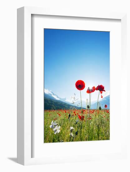 Europe, France, Haute Savoie, Rhone Alps, Poppy Field-Christian Kober-Framed Photographic Print