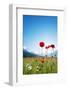 Europe, France, Haute Savoie, Rhone Alps, Poppy Field-Christian Kober-Framed Photographic Print