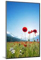 Europe, France, Haute Savoie, Rhone Alps, Poppy Field-Christian Kober-Mounted Photographic Print