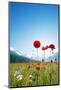 Europe, France, Haute Savoie, Rhone Alps, Poppy Field-Christian Kober-Mounted Photographic Print