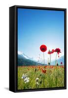 Europe, France, Haute Savoie, Rhone Alps, Poppy Field-Christian Kober-Framed Stretched Canvas