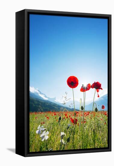 Europe, France, Haute Savoie, Rhone Alps, Poppy Field-Christian Kober-Framed Stretched Canvas