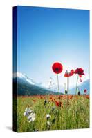 Europe, France, Haute Savoie, Rhone Alps, Poppy Field-Christian Kober-Stretched Canvas