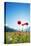 Europe, France, Haute Savoie, Rhone Alps, Poppy Field-Christian Kober-Stretched Canvas