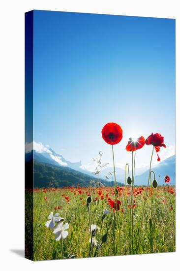 Europe, France, Haute Savoie, Rhone Alps, Poppy Field-Christian Kober-Stretched Canvas