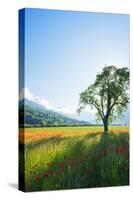 Europe, France, Haute Savoie, Rhone Alps, Poppy Field-Christian Kober-Stretched Canvas