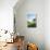 Europe, France, Haute Savoie, Rhone Alps, Poppy Field-Christian Kober-Stretched Canvas displayed on a wall