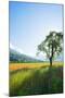 Europe, France, Haute Savoie, Rhone Alps, Poppy Field-Christian Kober-Mounted Photographic Print