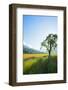 Europe, France, Haute Savoie, Rhone Alps, Poppy Field-Christian Kober-Framed Photographic Print