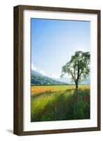 Europe, France, Haute Savoie, Rhone Alps, Poppy Field-Christian Kober-Framed Photographic Print