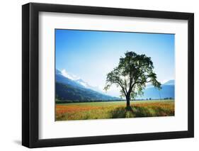 Europe, France, Haute Savoie, Rhone Alps, Poppy Field-Christian Kober-Framed Photographic Print