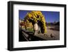 Europe, France, Paris. Jardin de Luxembourg-David Barnes-Framed Photographic Print