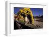 Europe, France, Paris. Jardin de Luxembourg-David Barnes-Framed Photographic Print