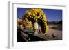 Europe, France, Paris. Jardin de Luxembourg-David Barnes-Framed Photographic Print