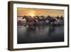 Europe, France, Provence, Camargue. Horses running through marsh at sunrise.-Jaynes Gallery-Framed Photographic Print