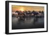 Europe, France, Provence, Camargue. Horses running through marsh at sunrise.-Jaynes Gallery-Framed Photographic Print