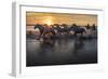 Europe, France, Provence, Camargue. Horses running through marsh at sunrise.-Jaynes Gallery-Framed Photographic Print