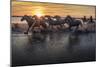 Europe, France, Provence, Camargue. Horses running through marsh at sunrise.-Jaynes Gallery-Mounted Photographic Print