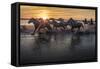 Europe, France, Provence, Camargue. Horses running through marsh at sunrise.-Jaynes Gallery-Framed Stretched Canvas