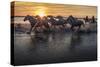 Europe, France, Provence, Camargue. Horses running through marsh at sunrise.-Jaynes Gallery-Stretched Canvas