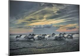 Europe, France, Provence, Camargue. Horses running through marsh at sunrise.-Jaynes Gallery-Mounted Photographic Print