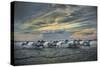 Europe, France, Provence, Camargue. Horses running through marsh at sunrise.-Jaynes Gallery-Stretched Canvas