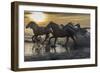 Europe, France, Provence, Camargue. Horses running through water at sunrise.-Jaynes Gallery-Framed Photographic Print