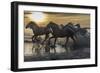 Europe, France, Provence, Camargue. Horses running through water at sunrise.-Jaynes Gallery-Framed Photographic Print