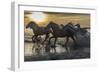 Europe, France, Provence, Camargue. Horses running through water at sunrise.-Jaynes Gallery-Framed Photographic Print