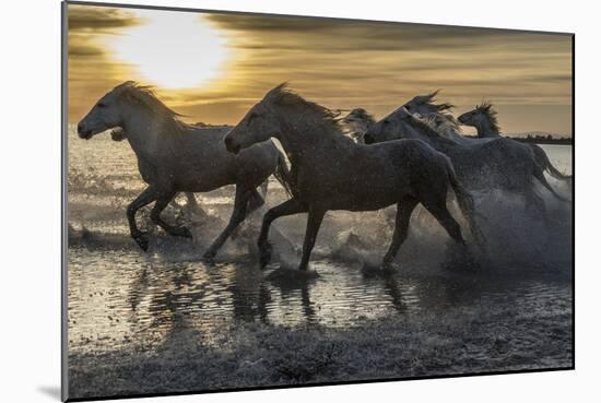 Europe, France, Provence, Camargue. Horses running through water at sunrise.-Jaynes Gallery-Mounted Photographic Print