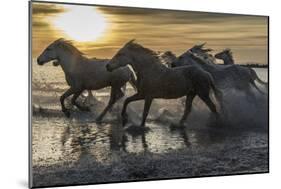 Europe, France, Provence, Camargue. Horses running through water at sunrise.-Jaynes Gallery-Mounted Photographic Print