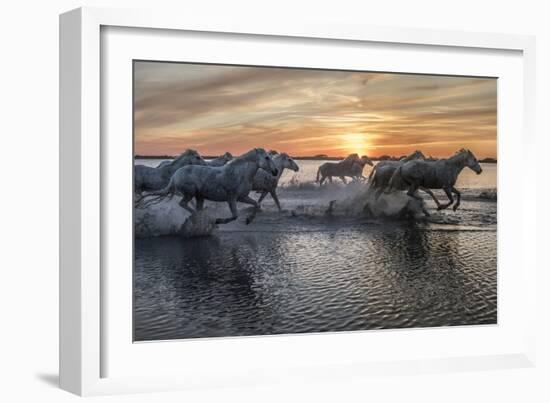 Europe, France, Provence, Camargue. Horses running through water at sunrise.-Jaynes Gallery-Framed Photographic Print