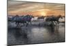 Europe, France, Provence, Camargue. Horses running through water at sunrise.-Jaynes Gallery-Mounted Photographic Print