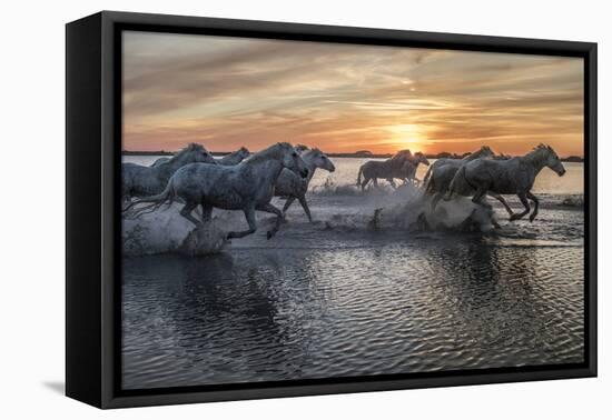 Europe, France, Provence, Camargue. Horses running through water at sunrise.-Jaynes Gallery-Framed Stretched Canvas