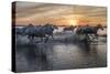 Europe, France, Provence, Camargue. Horses running through water at sunrise.-Jaynes Gallery-Stretched Canvas