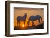 Europe, France, Provence, Camargue. Two Camargue horses at sunrise.-Jaynes Gallery-Framed Photographic Print