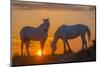 Europe, France, Provence, Camargue. Two Camargue horses at sunrise.-Jaynes Gallery-Mounted Photographic Print