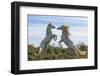 Europe, France, Provence, Camargue. Two stallions fighting.-Jaynes Gallery-Framed Photographic Print