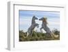 Europe, France, Provence, Camargue. Two stallions fighting.-Jaynes Gallery-Framed Photographic Print