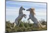 Europe, France, Provence, Camargue. Two stallions fighting.-Jaynes Gallery-Mounted Photographic Print