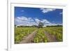 Europe, Germany, Brandenburg, Spreewald (Spree Forest), Cucumber Harvest-Chris Seba-Framed Photographic Print