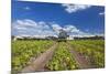 Europe, Germany, Brandenburg, Spreewald (Spree Forest), Cucumber Harvest-Chris Seba-Mounted Photographic Print