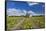 Europe, Germany, Brandenburg, Spreewald (Spree Forest), Cucumber Harvest-Chris Seba-Framed Stretched Canvas